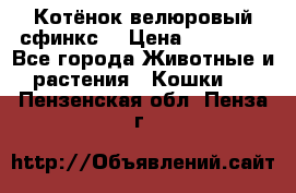 Котёнок велюровый сфинкс. › Цена ­ 15 000 - Все города Животные и растения » Кошки   . Пензенская обл.,Пенза г.